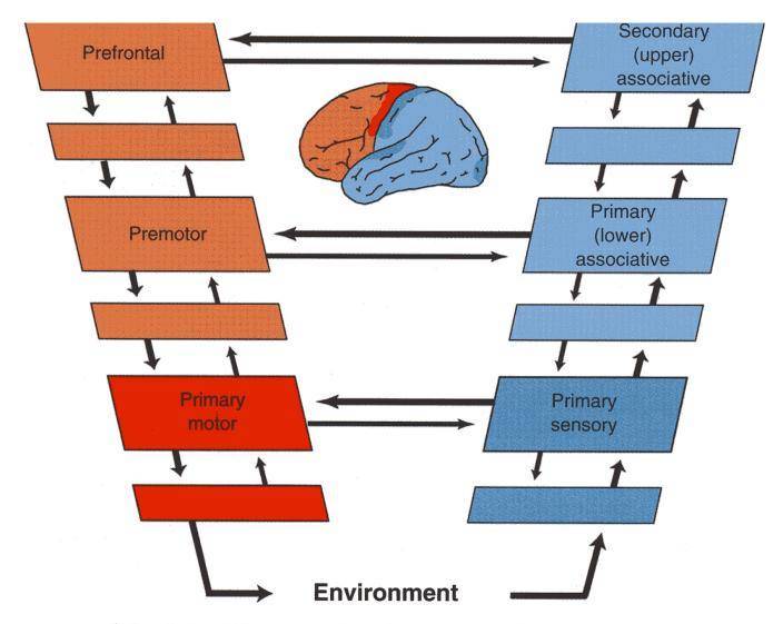 Schematic representation of the hierarchical structure of how the brain perceives motor and sensory processing pathways, including the environment.
