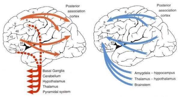 The World We “See” in Our Mind is Not the World Our Eyes and Brain ...