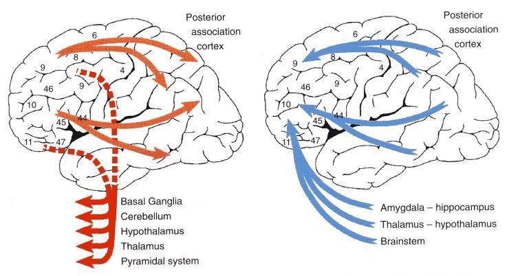 Illustration of how the brain perceives the world we see, depicting functional areas and connections, highlighting the basal ganglia, cerebellum, limbic system, and cortical regions.