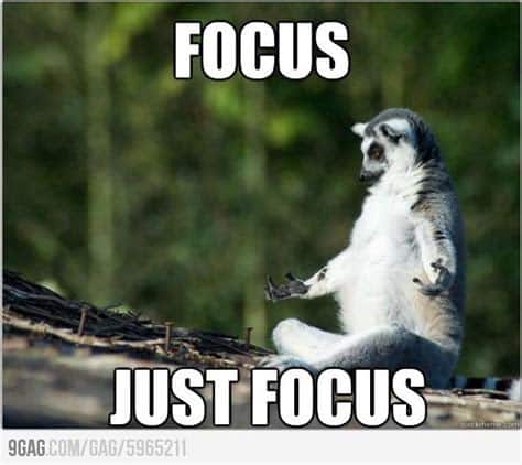 A simple ring-tailed lemur with the caption "focus, just focus.